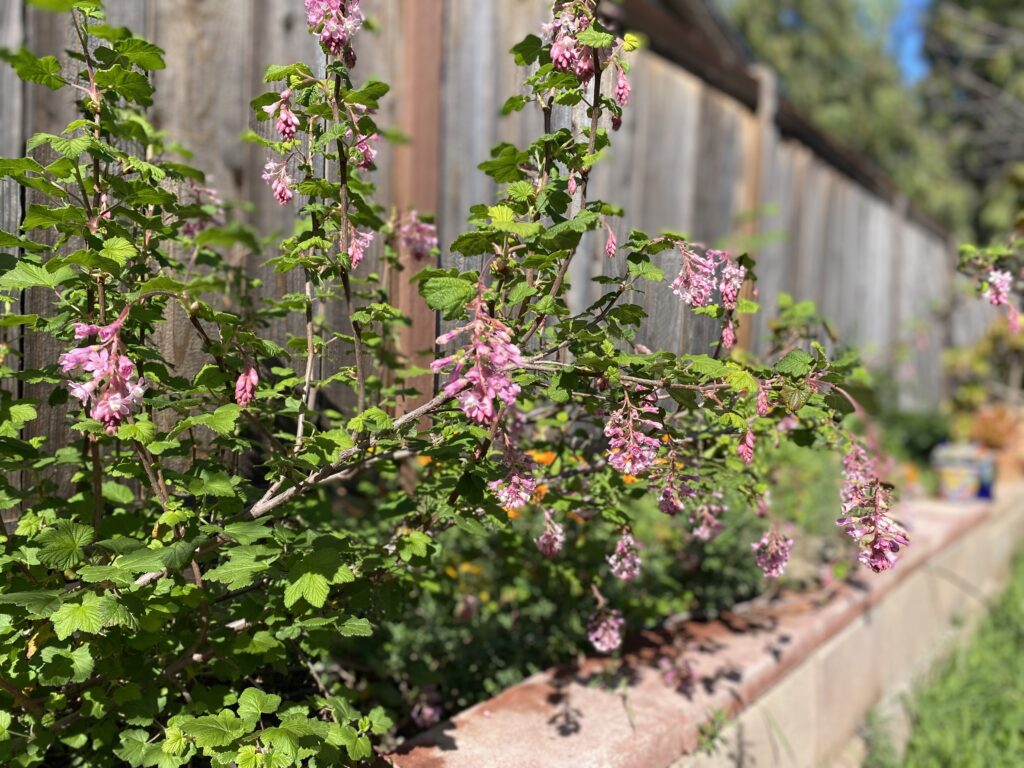 Ribes sanguineum (red flowering currant)