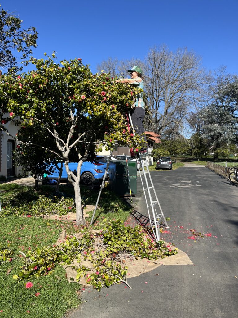 Carolyn pruning a camellia in Oakland CA